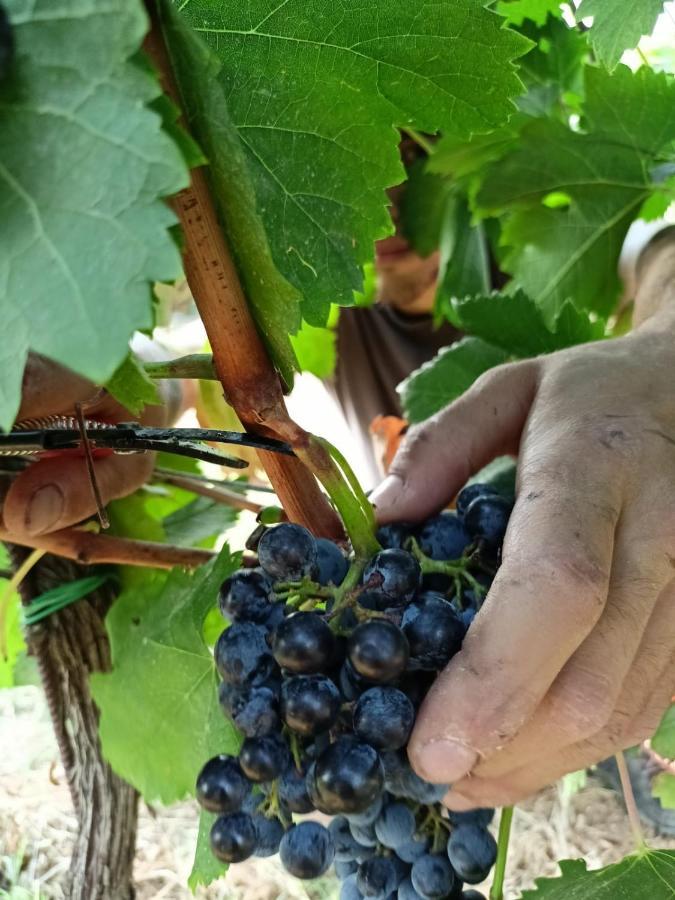 Agriturismo Colle Vento سوفيريتو المظهر الخارجي الصورة