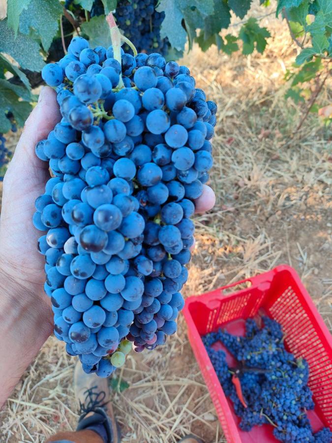 Agriturismo Colle Vento سوفيريتو المظهر الخارجي الصورة