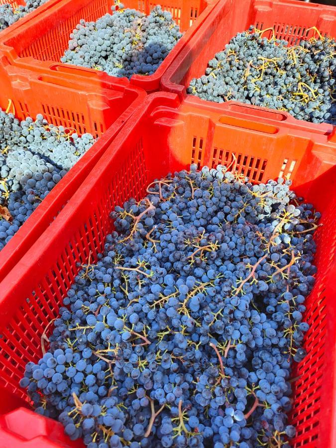 Agriturismo Colle Vento سوفيريتو المظهر الخارجي الصورة