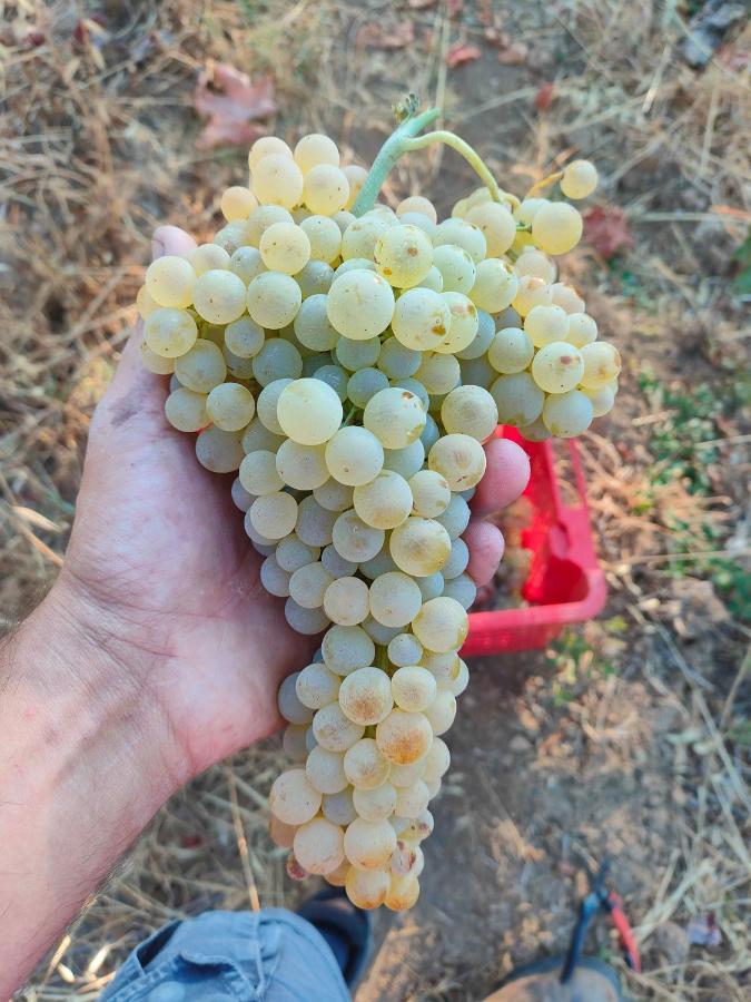 Agriturismo Colle Vento سوفيريتو المظهر الخارجي الصورة